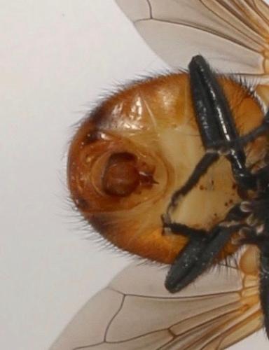 Gymnosoma sp.